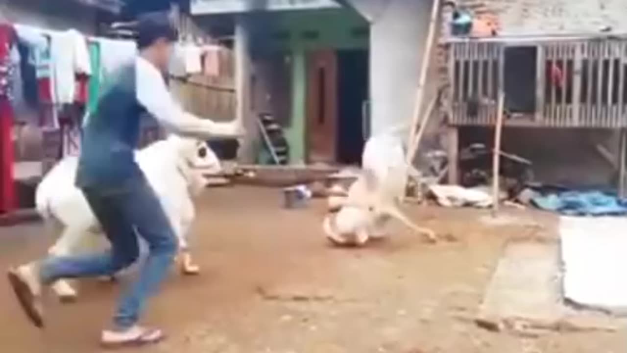 Funny videos 🤣 of 🐐 goats