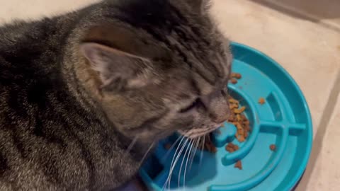 January 22, 2024 - Dinnertime for Belle Bells The Cat
