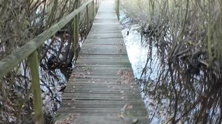 Trekking and Birdwatching in Lagoa 22th Nov 2025 pt 6