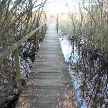 Trekking and Birdwatching in Lagoa 22th Nov 2025 pt 6