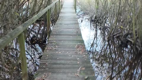 Trekking and Birdwatching in Lagoa 22th Nov 2025 pt 6