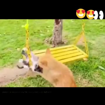 Cat Takes Her Kittens to the Park for a Swing Ride گربه بچه‌هایش را به پارک برده و تاب‌بازی می‌دهد
