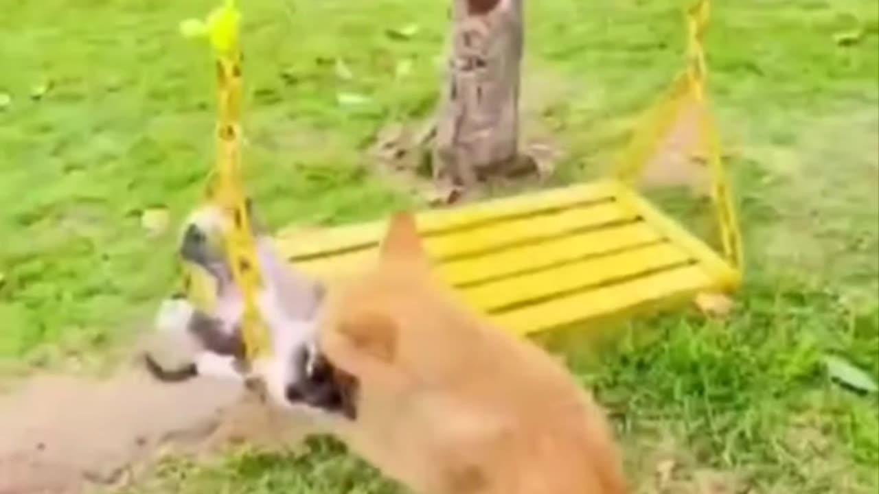 Cat Takes Her Kittens to the Park for a Swing Ride گربه بچههایش را به پارک برده و تاببازی میدهد