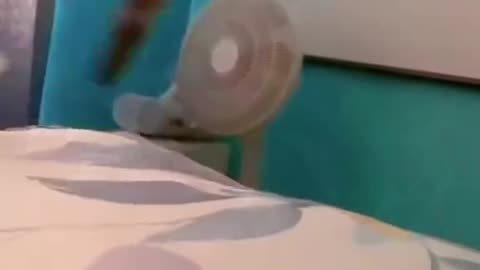 Best funny cats video 🤣🤣🤣#funny