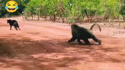 Monkey vs dog real fight