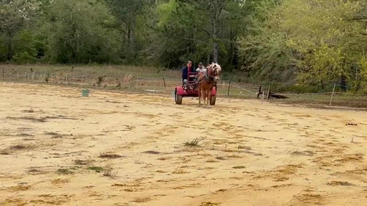 Learning how to drive a horses Part 1