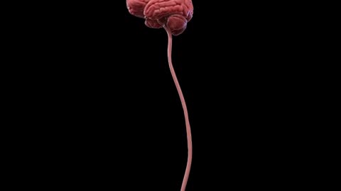 The human nervous system
