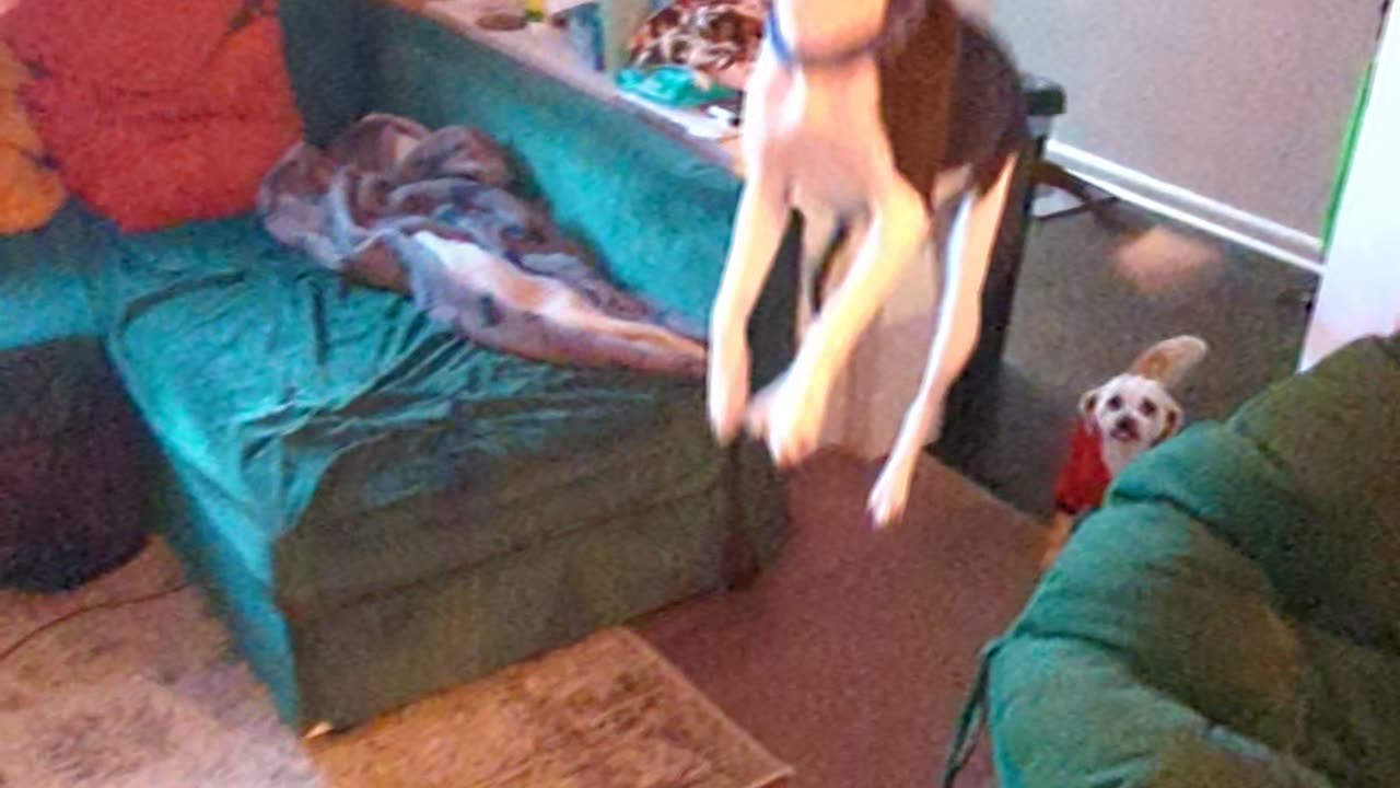 Dog Jumping For Joy Gets Serious Air