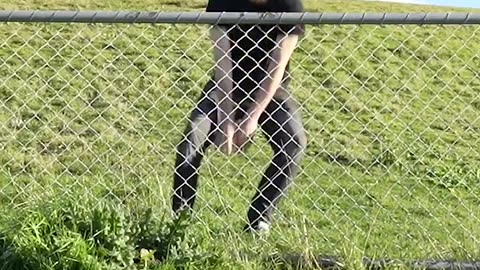 How animals get over fence (with emojis) // human version😹😹
