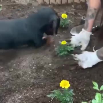 This Garden Buddy is a Big Help