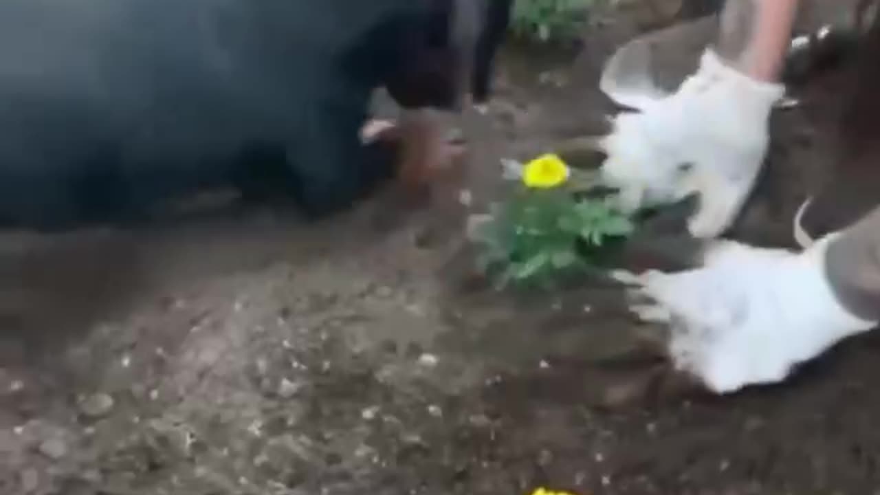This Garden Buddy is a Big Help