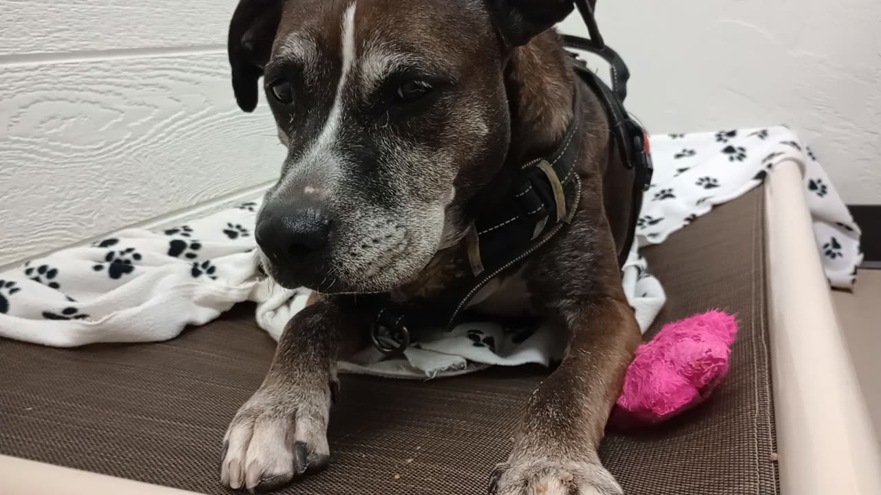 Astrid 8y A841285@TRN, Astrid's in foster now 1st time stayed with me through whole video2025101935