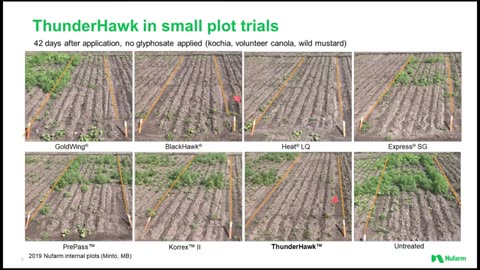 ThunderHawk™ Herbicide Offers Powerful Pre-seed Weed Control ahead of Cereals