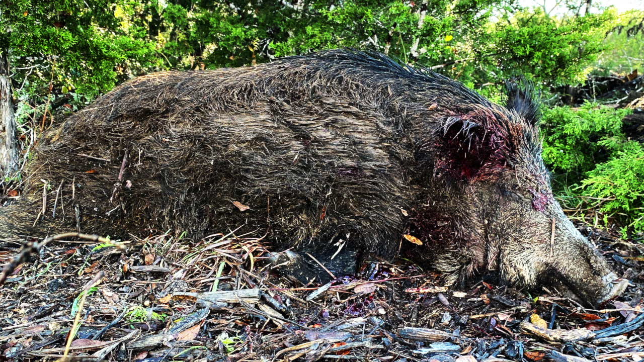 First Hog of The Year