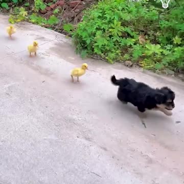This puppy and a duckling are besties.hd