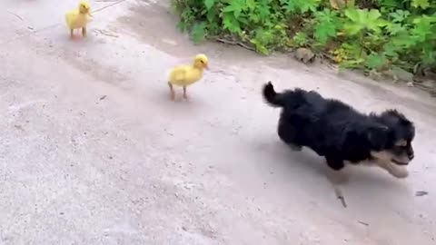 This puppy and a duckling are besties.hd