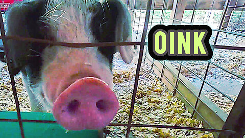 Friendly Farm Animals at the County Fair