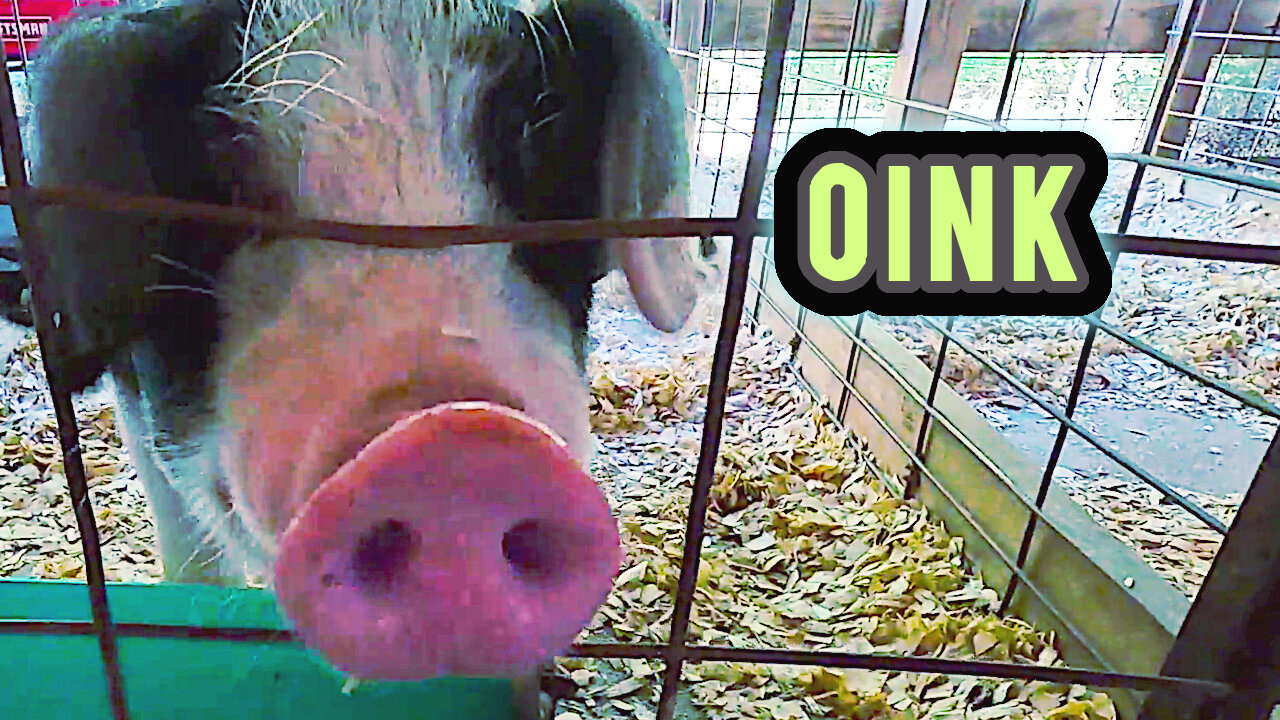 Friendly Farm Animals at the County Fair
