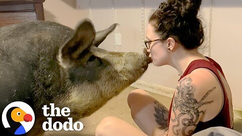 Five Hundred Pound Pig Has The Sweetest Way Of Saying I Love You | The Dodo