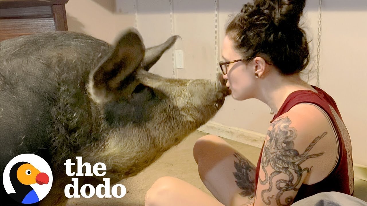Five Hundred Pound Pig Has The Sweetest Way Of Saying I Love You | The Dodo
