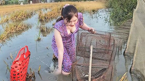 setting up fish traps in the field, the girl who came to visit her was shocked