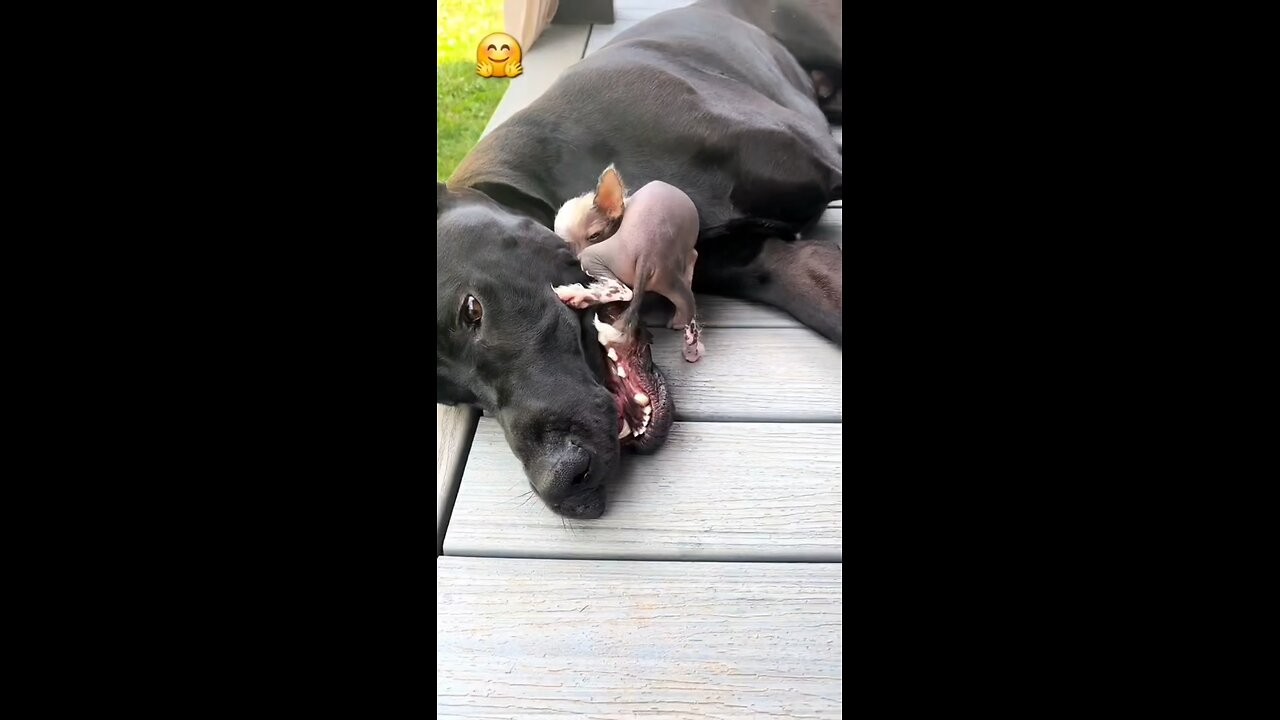 Puppy dogs