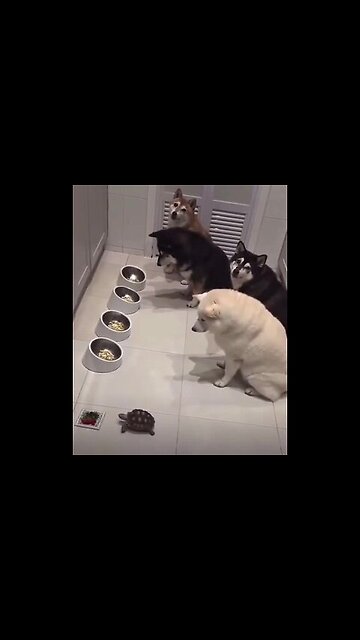 Only after the "senior" in rank