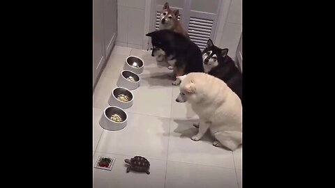 Only after the "senior" in rank