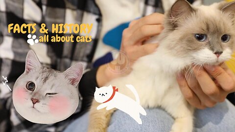 All About Cats – Facts, Care Tips & Fun Feline Moments