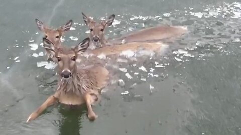 Unbelievable Footage Of Responders Using Drone To Save Deer Family Stranded On Frozen Lake