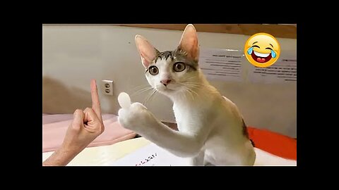 Funny Dogs and Cats Make You Unable To Stop Laughing😻🐶The Funniest Animal Videos of 2025 😁 😁