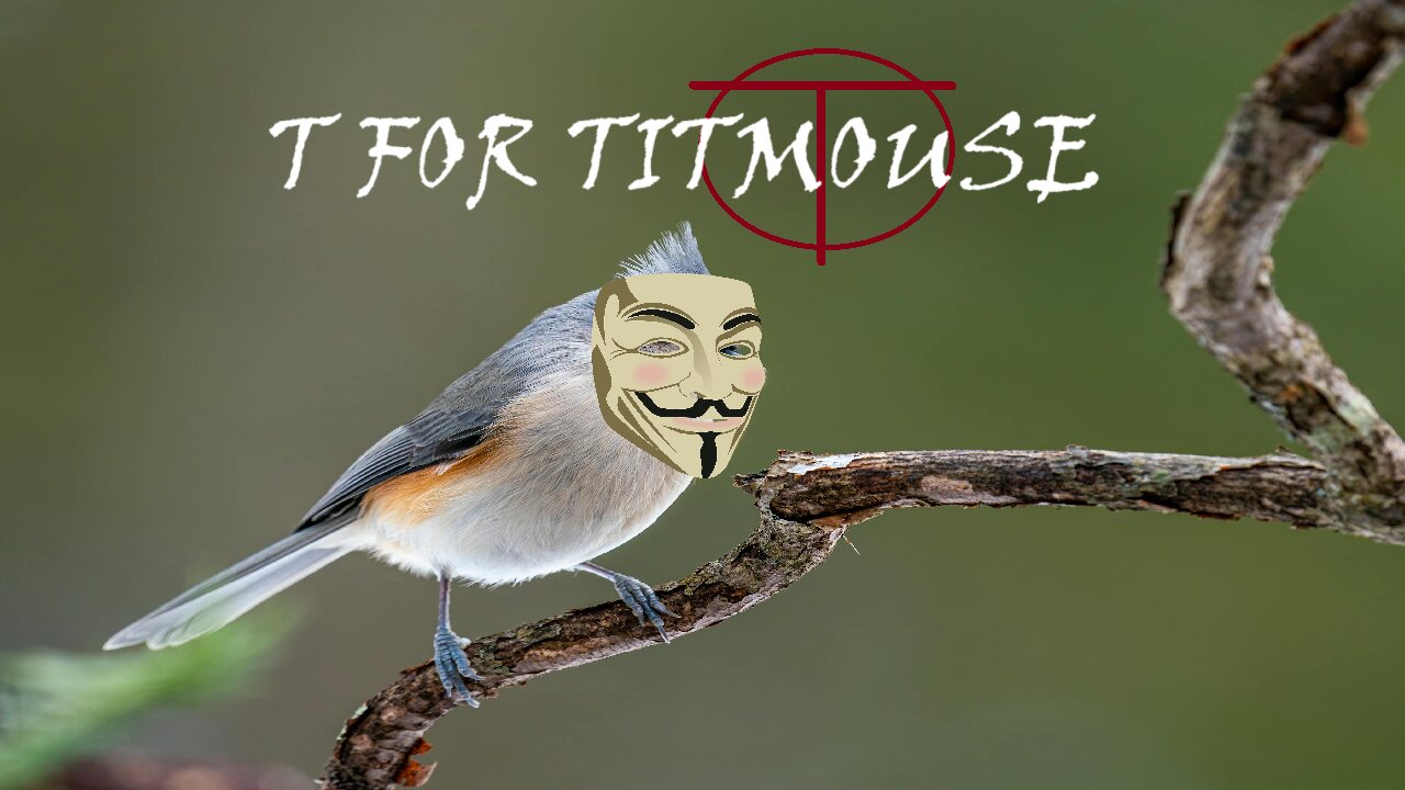 Why I have a vendetta against a Titmouse!