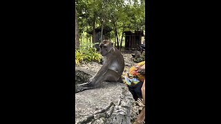 Monkey Tries To Scare Me, Then Checks Itself Out… #calatrava #philippines