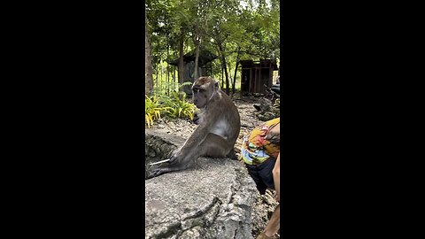 Monkey Tries To Scare Me, Then Checks Itself Out… #calatrava #philippines