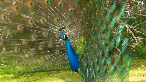 Peacock 🦚 dance 🥰