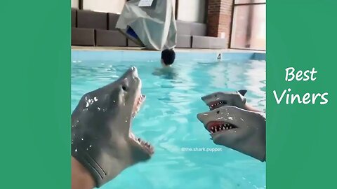 Shark Puppet Funny Instagram Videos - NEW Shark Puppet Vines