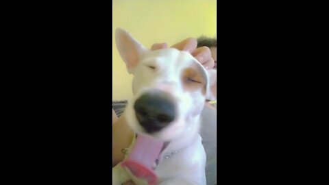 Three clips, one big yawn! 🐶😴 Is this yawn con 😂 Watch till the end and tell me if you yawned too!”