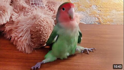 Forget Dogs, These Birds Are The Best Comedians 🤣 Funniest Animal Videos 2025