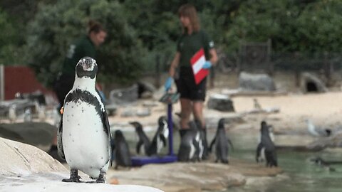 London Zoo holds annual weigh-in of animals
