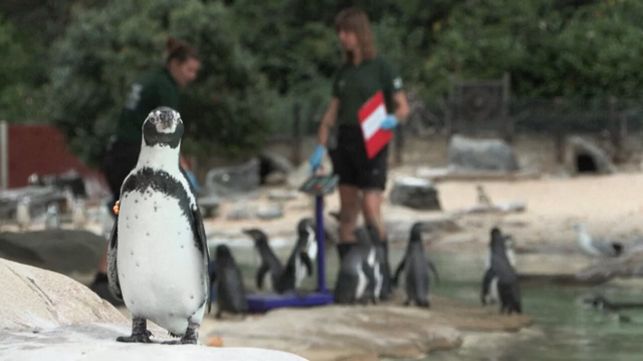 London Zoo holds annual weigh-in of animals