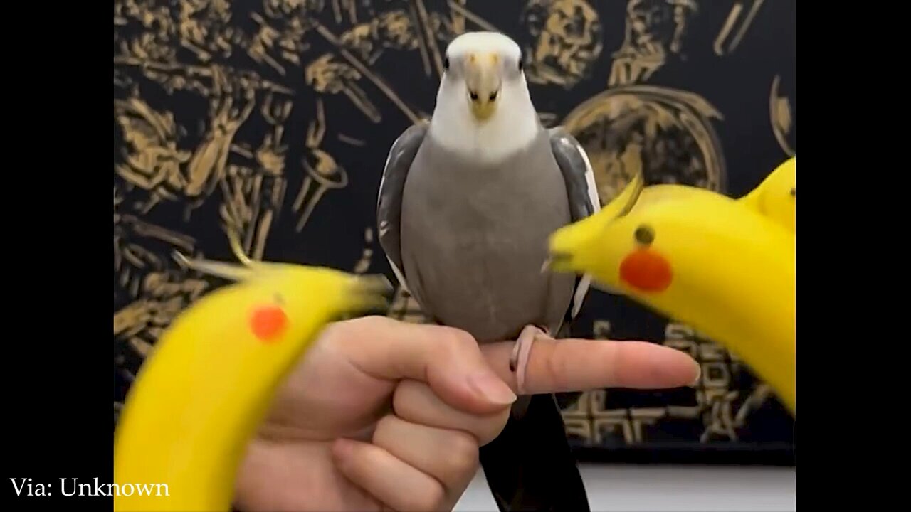 animal