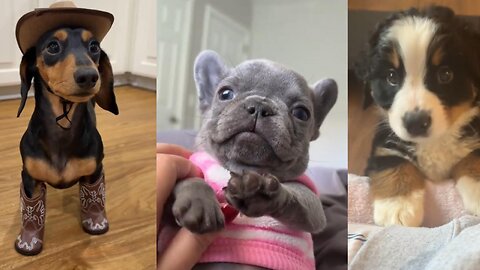 Compilation Of Really Cute Puppies