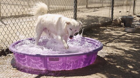 Watch blind dog Angel when she realizes she can play in the water! Part III.