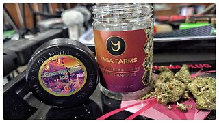 champagne ice strain review 🍾 yaga farms x jk distro