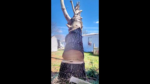 Pine Stub Drop