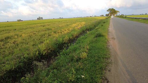 "Evening March of Monkeys 🐒 | Peaceful Journey Through Sunset Fields | Nature's Real Feel"