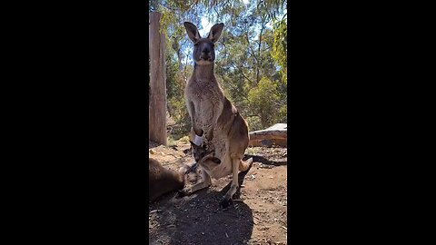 Kangaroo diaries only in Australia lol