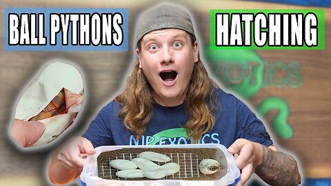 Cutting the First Ball Python Clutch of 2025!