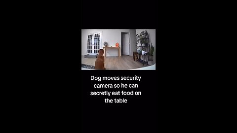 Cute doges