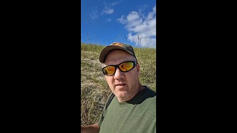 Deer on the beach
